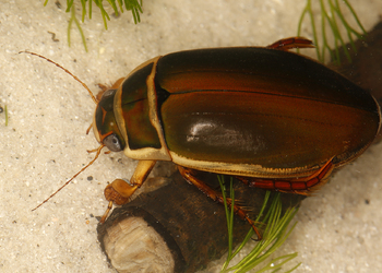 Gelbrandkäfer (Dytiscus marginalis) - © Gernot  Kunz